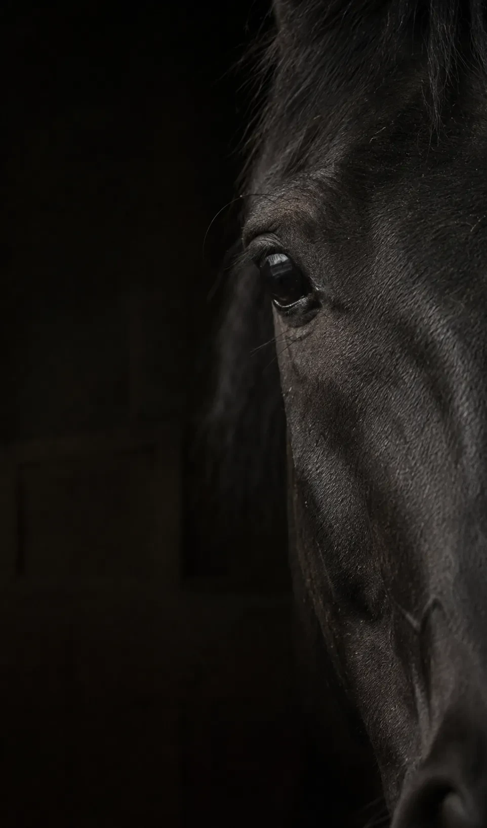 A dark horse standing against a black ground, head and shoulders, looking at the camera